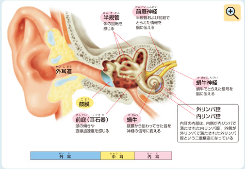 図：耳鼻咽頭科領域のめまい